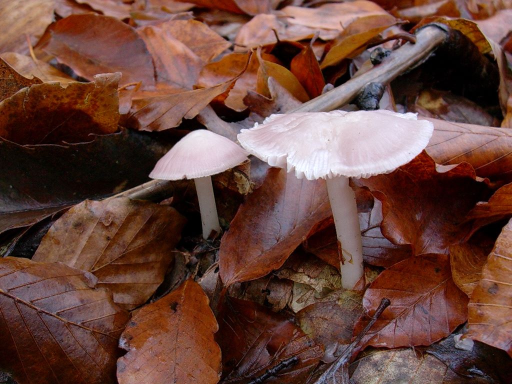 1200 Dicembre vecchio ritrovamento